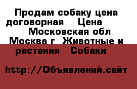 Продам собаку цена договорная  › Цена ­ 10 000 - Московская обл., Москва г. Животные и растения » Собаки   